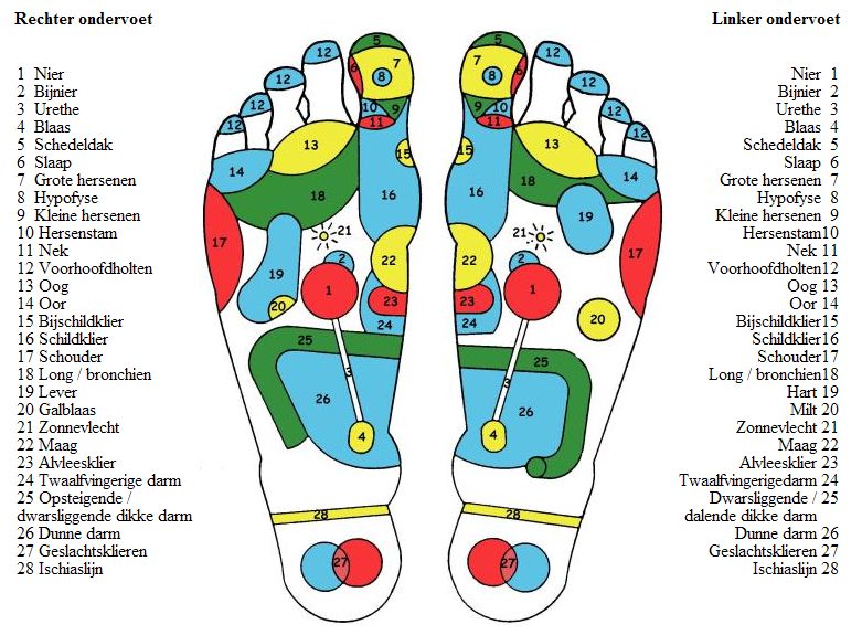 overzicht van de voet-reflexzones